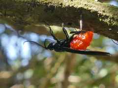 Iphiaulax