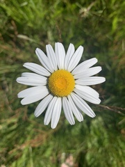 Leucanthemum
