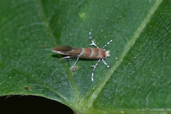 Cameraria ostryarella