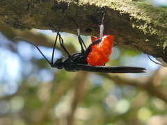 Iphiaulax