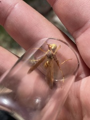 Polistes aurifer