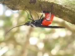 Iphiaulax