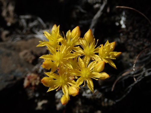 Sedum leibergii