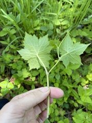 Aconitum alboviolaceum