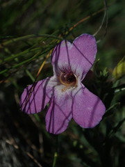 Penstemon gairdneri