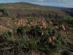 Eriogonum thymoides