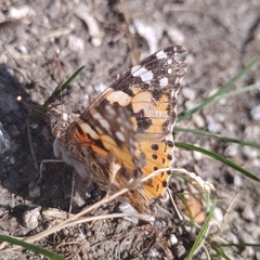 Vanessa cardui