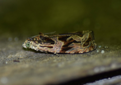 Olethreutes tilianum