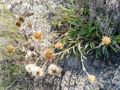Pentanema montanum