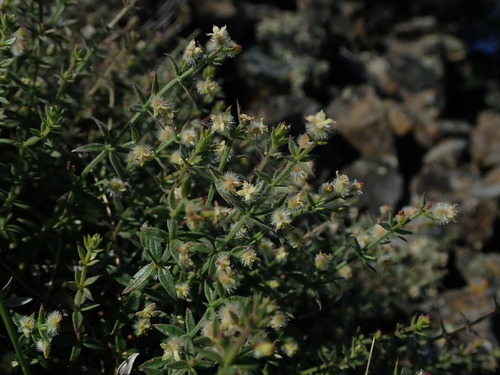 Image of Galium serpenticum by (c) Nolan Exe, some rights reserved (CC BY)