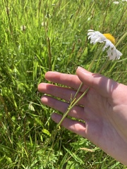 Leucanthemum