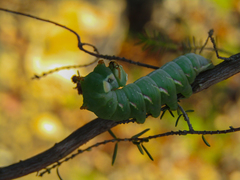 Peridea anceps