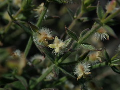 Galium serpenticum