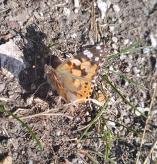 Vanessa cardui
