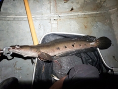 Channa aurolineata