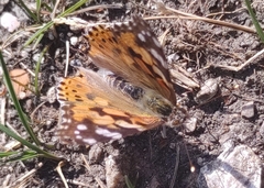 Vanessa cardui