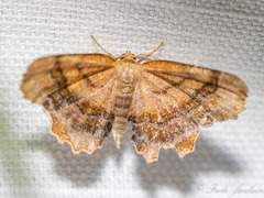 Cepphis armataria
