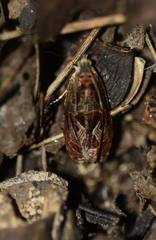 Olethreutes tilianum