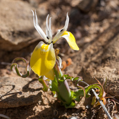 Moraea flava