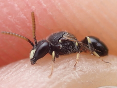Hylaeus punctatus