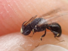 Hylaeus punctatus