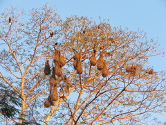 Psarocolius bifasciatus