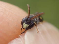 Hylaeus punctatus