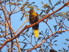 Psarocolius bifasciatus