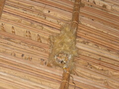 Panyptila cayennensis