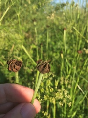 Microbotryum tragopogonis-pratensis