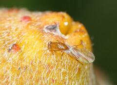 Lachaisea equicollis