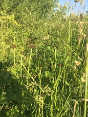 Microbotryum tragopogonis-pratensis