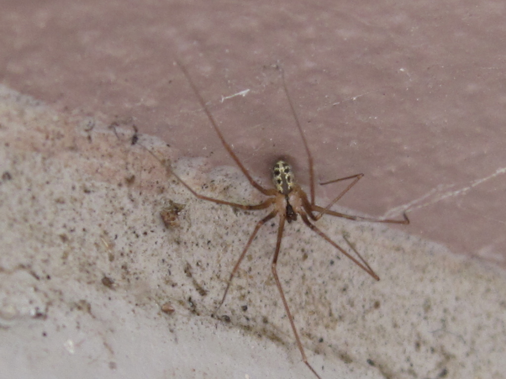 Psilochorus californiae