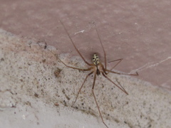 Psilochorus californiae