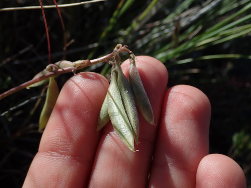 Image of Astragalus misellus by (c) Nolan Exe, some rights reserved (CC BY)