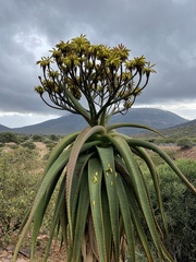 Aloe angelica