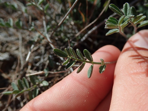Image of Astragalus misellus by (c) Nolan Exe, some rights reserved (CC BY)