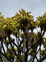 Aloe angelica