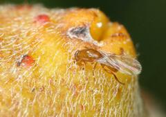 Lachaisea equicollis