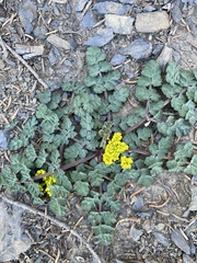 Lomatium martindalei