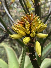 Aloe angelica