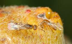 Lachaisea equicollis