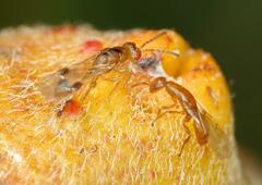 Lachaisea equicollis