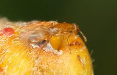 Lachaisea equicollis