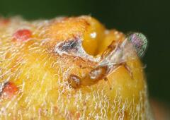 Lachaisea equicollis