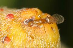 Lachaisea equicollis