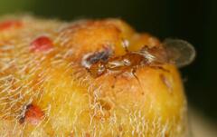 Lachaisea equicollis