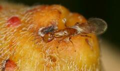 Lachaisea equicollis