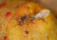 Lachaisea equicollis