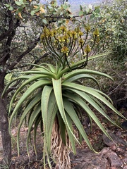 Aloe angelica